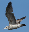Larus armenicus